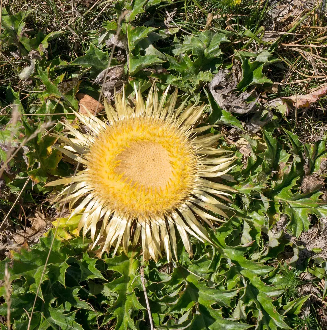 Flor de la Carlina acaulis, el cardo plateado del que sale el eguzkilore, entre la hierba de la sierra de Entzia (Álava)